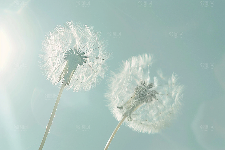 唯美蒲公英许愿随风飘散素材