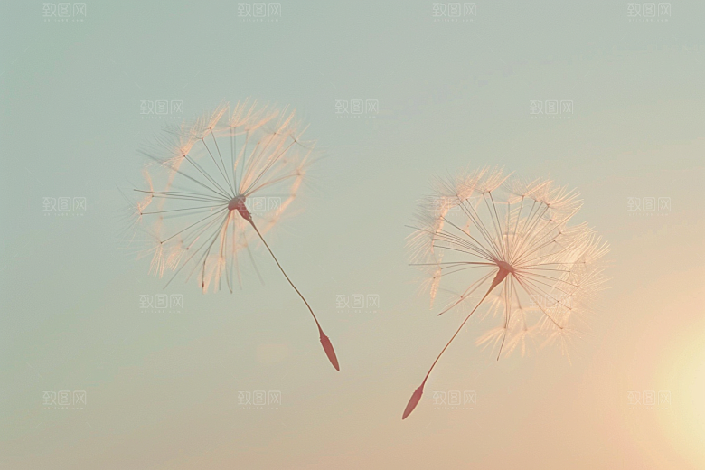 唯美蒲公英飞翔象征自由素材