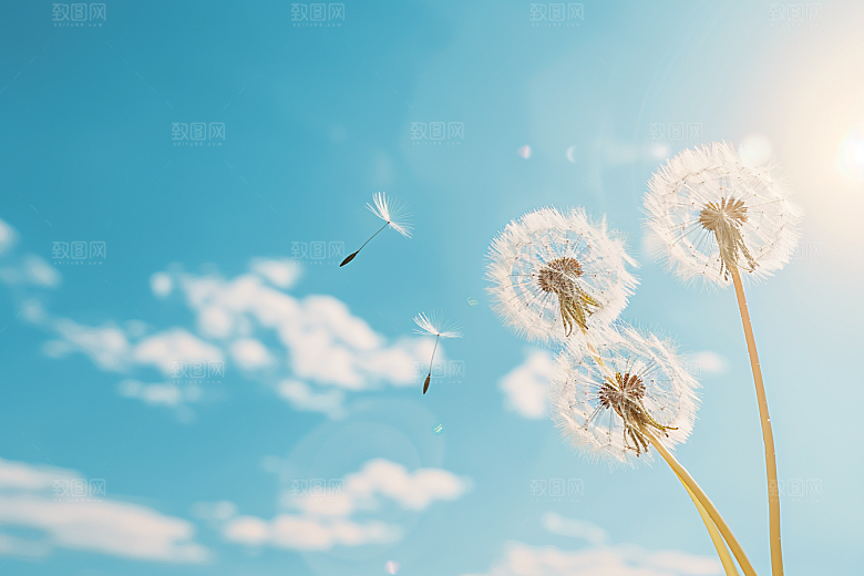 唯美蒲公英植物高清素材