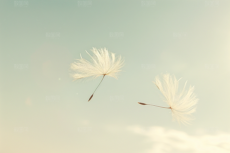 唯美蒲公英高清象征自由素材