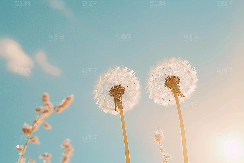 唯美蒲公英飞翔自然素材