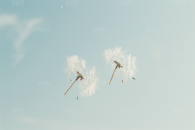 唯美蒲公英种子许愿素材