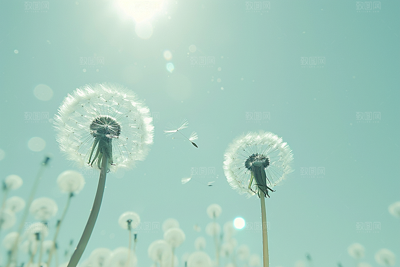 唯美蒲公英清新自然素材