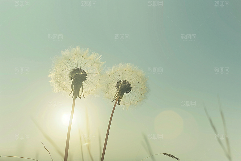 唯美蒲公英自然清新素材