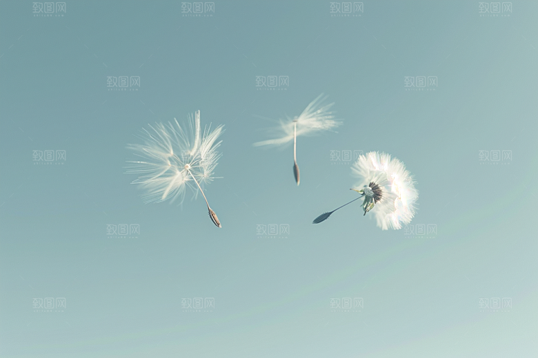唯美蒲公英自然象征自由素材