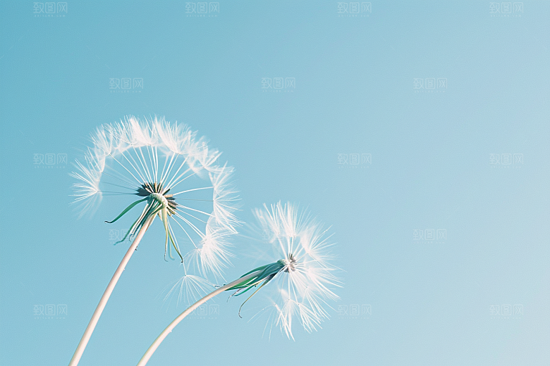 唯美蒲公英种子高清素材