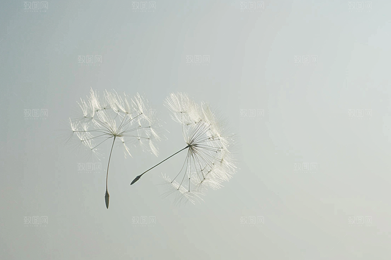 唯美蒲公英许愿自然素材
