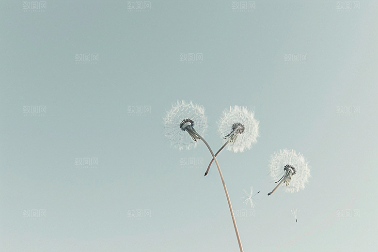 唯美蒲公英自然飞翔素材
