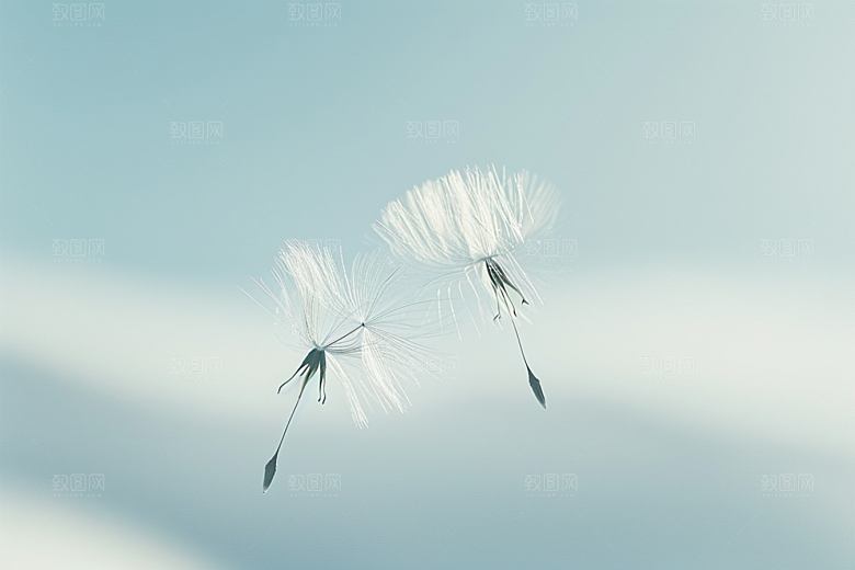 唯美蒲公英清新高清素材