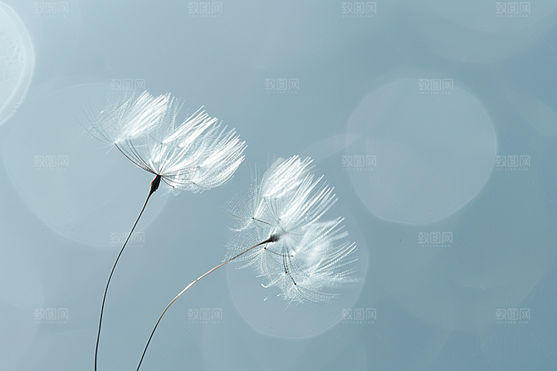 唯美蒲公英许愿象征自由素材