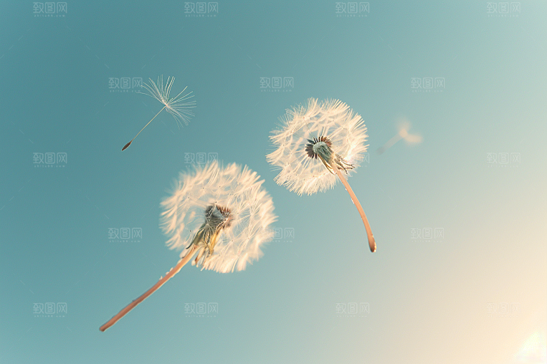 唯美蒲公英高清清新素材