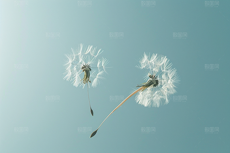 唯美蒲公英象征自由飞翔素材