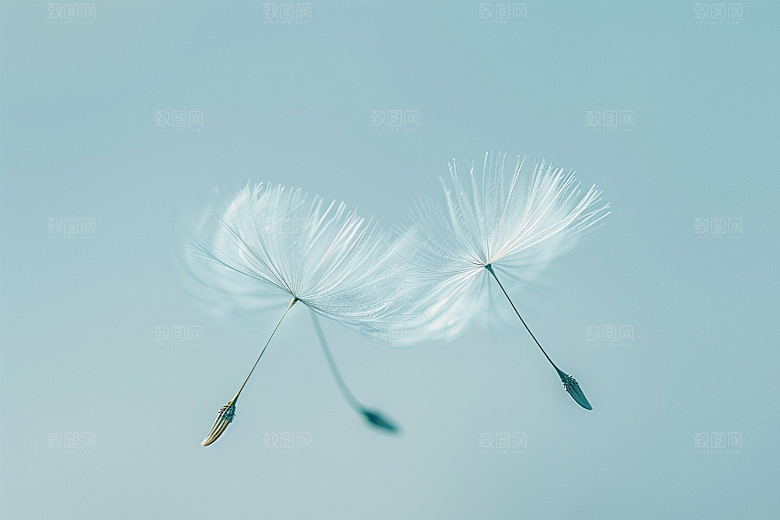 唯美蒲公英种子毛茸茸素材