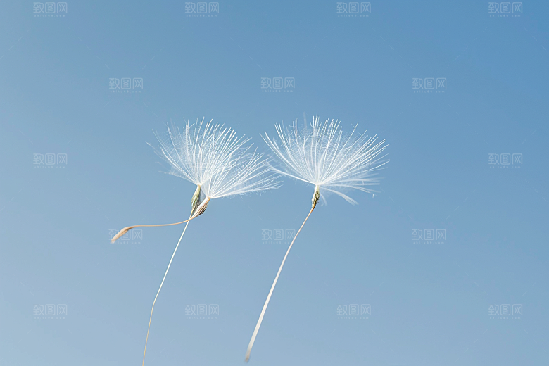 唯美蒲公英种子植物素材