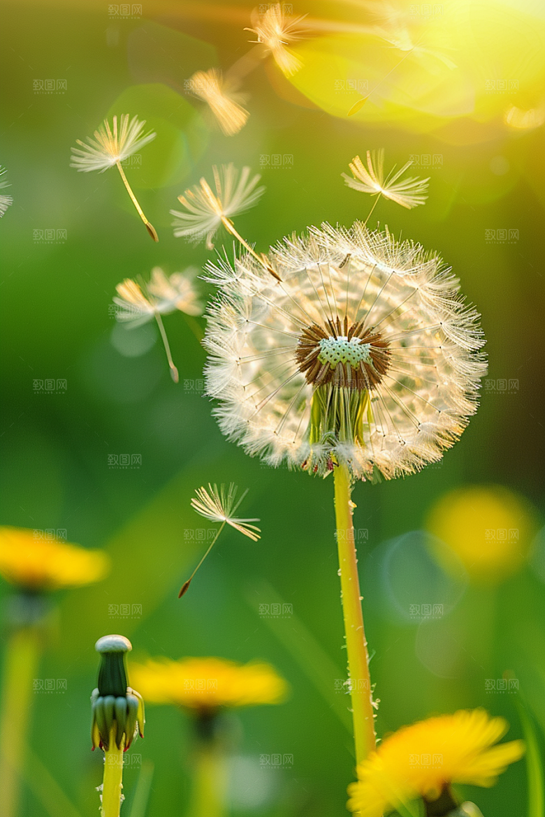 唯美蒲公英飞翔随风飘散素材