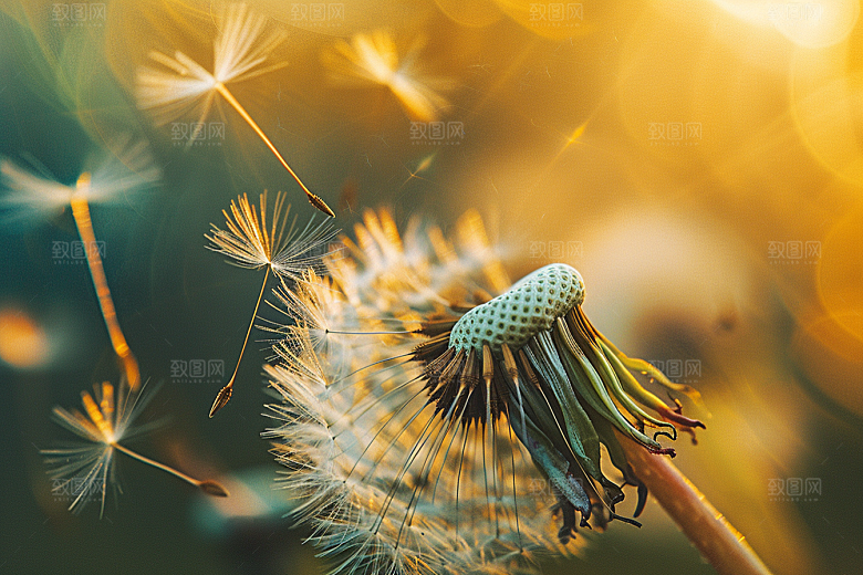 唯美蒲公英自然高清素材