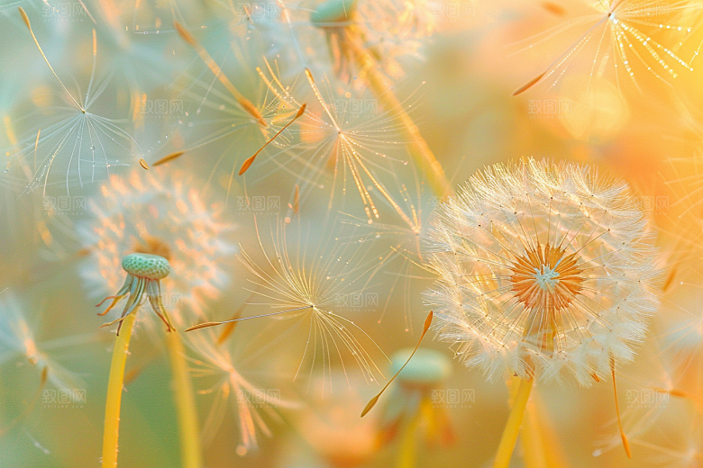 唯美蒲公英清新自然素材