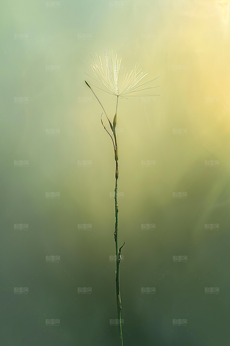 唯美蒲公英飞翔植物素材