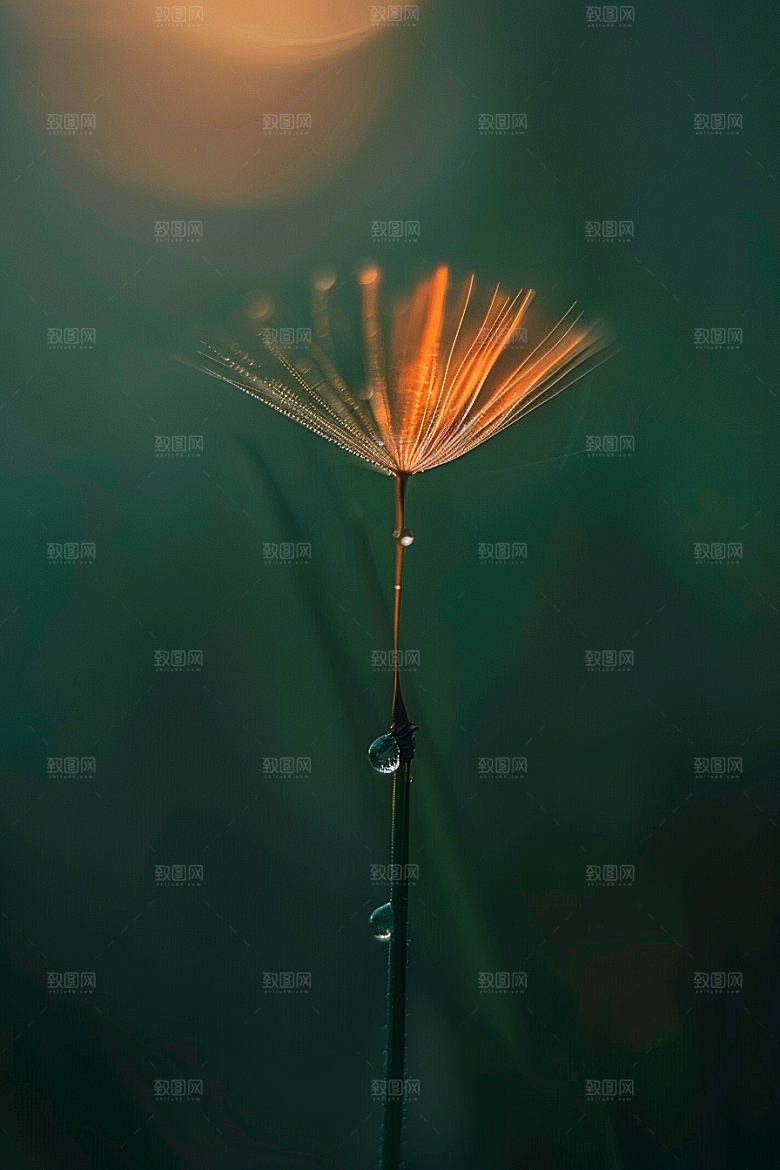 唯美蒲公英植物随风飘散素材