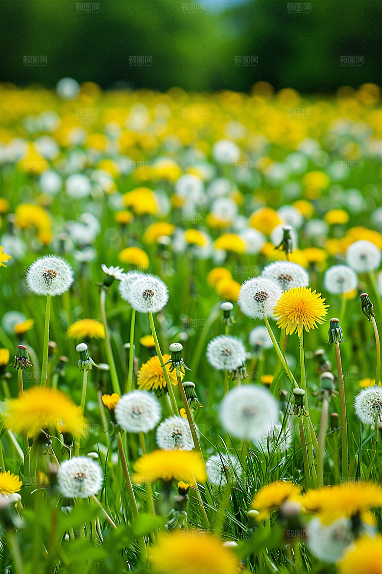 唯美蒲公英清新高清素材