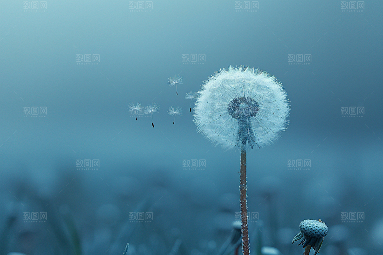 唯美蒲公英毛茸茸自然素材