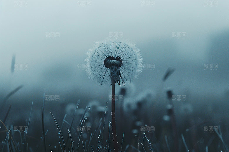 唯美蒲公英许愿绽放素材