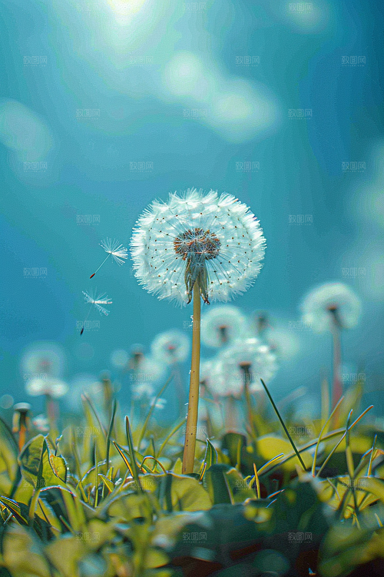 唯美蒲公英许愿随风飘散素材
