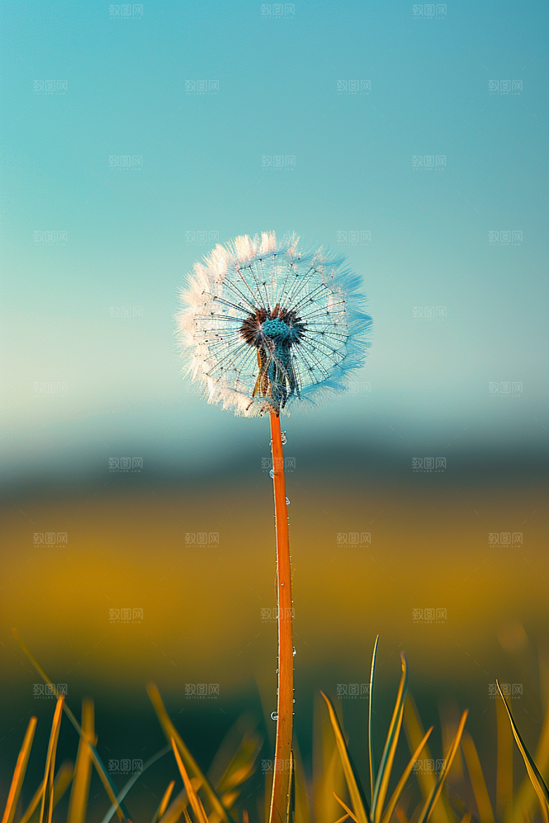 唯美蒲公英清新许愿素材