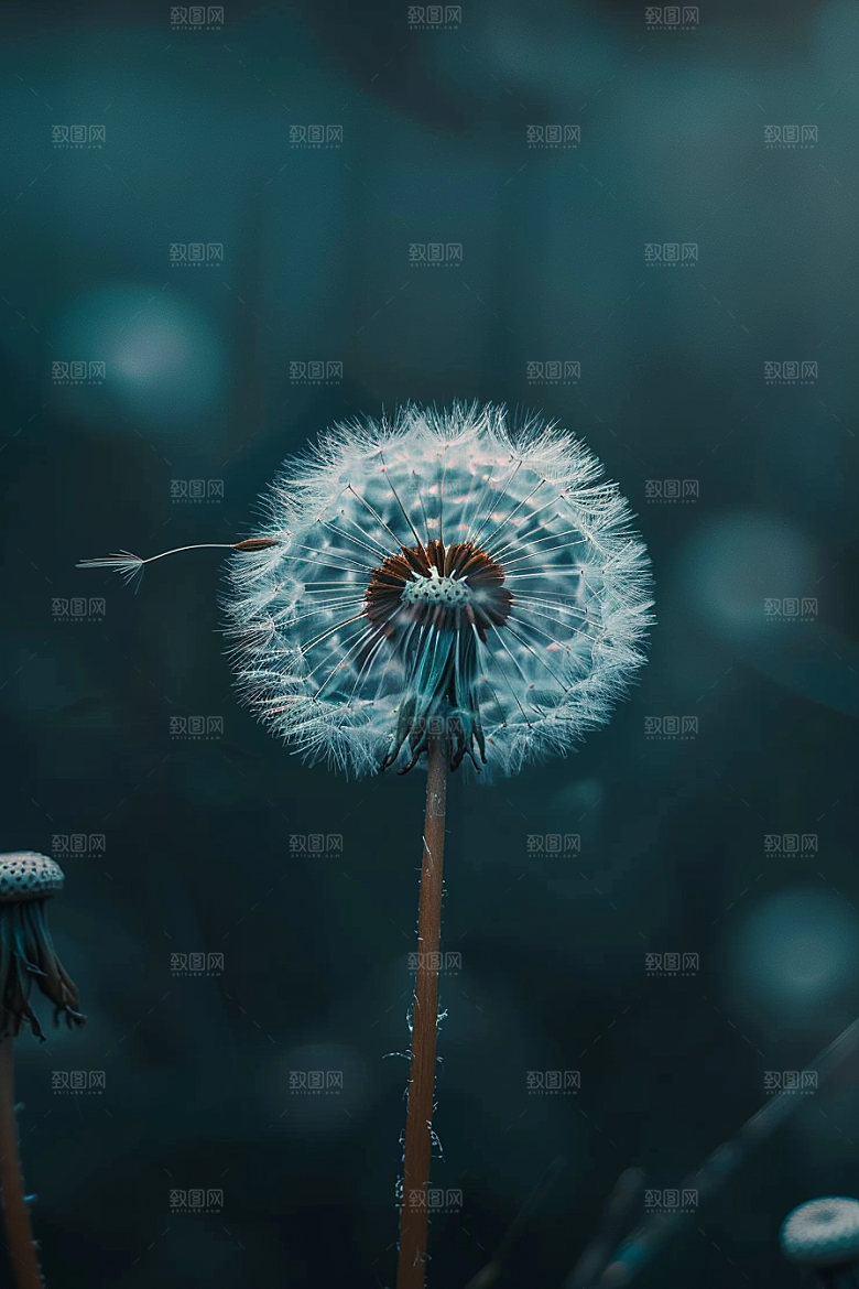 唯美蒲公英象征自由自然素材