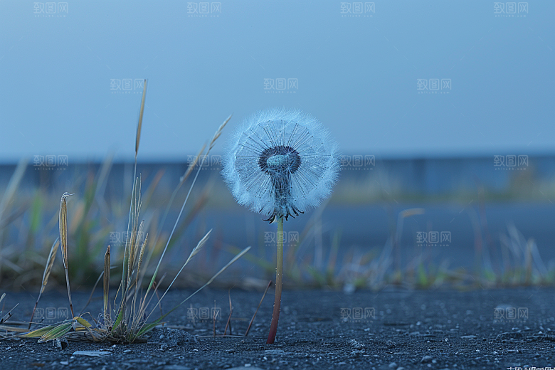 唯美蒲公英植物许愿素材