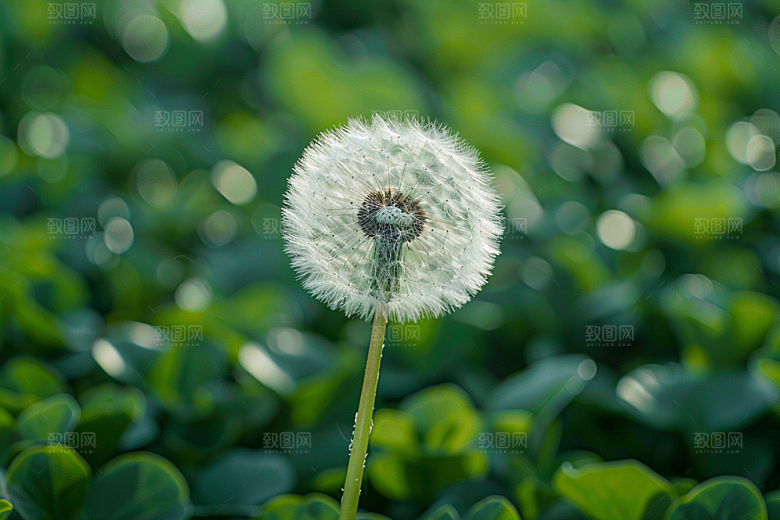 唯美蒲公英自然飞翔素材