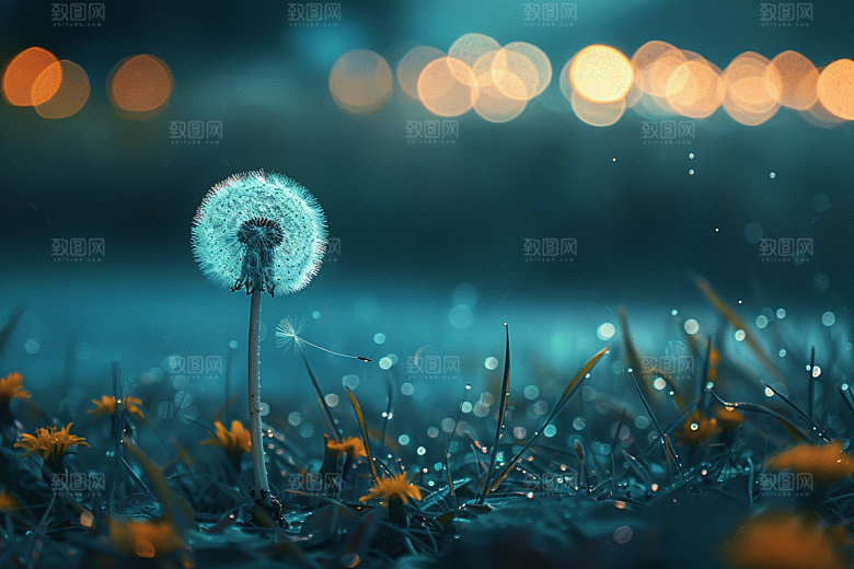唯美蒲公英植物绽放素材