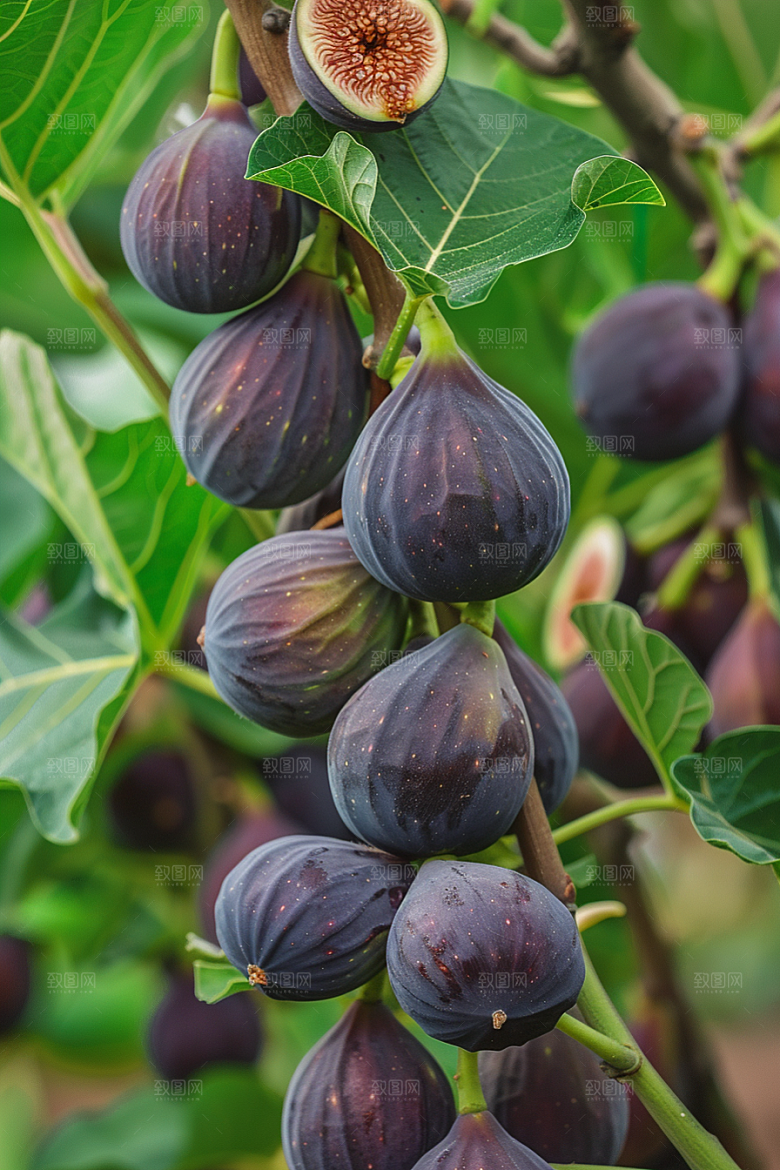 无花果素材美食摄影图
