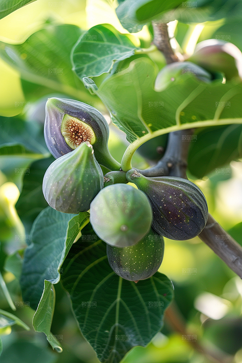无花果水果美食摄影图