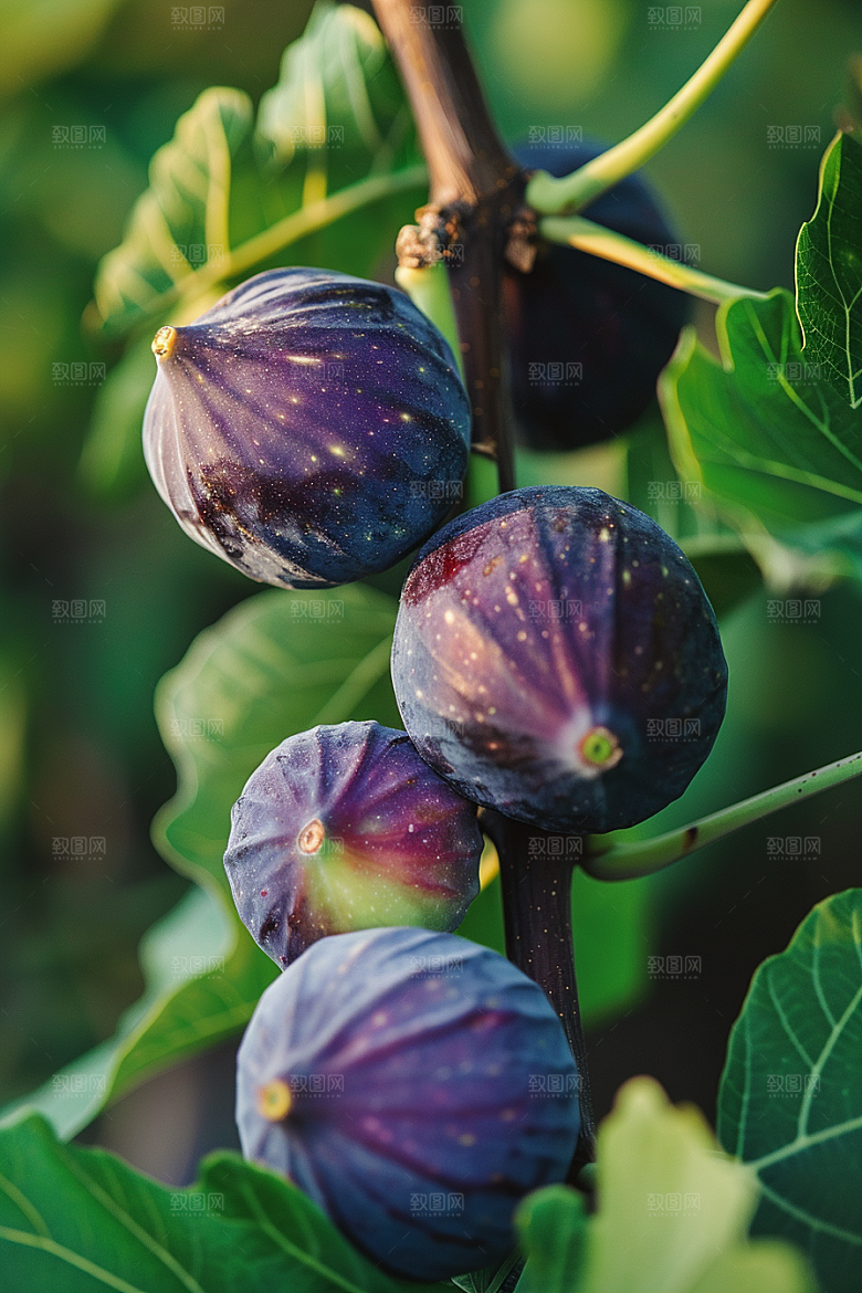 无花果美食高清摄影图