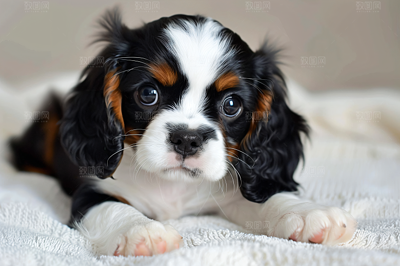 可爱宠物狗犬类动物摄影图