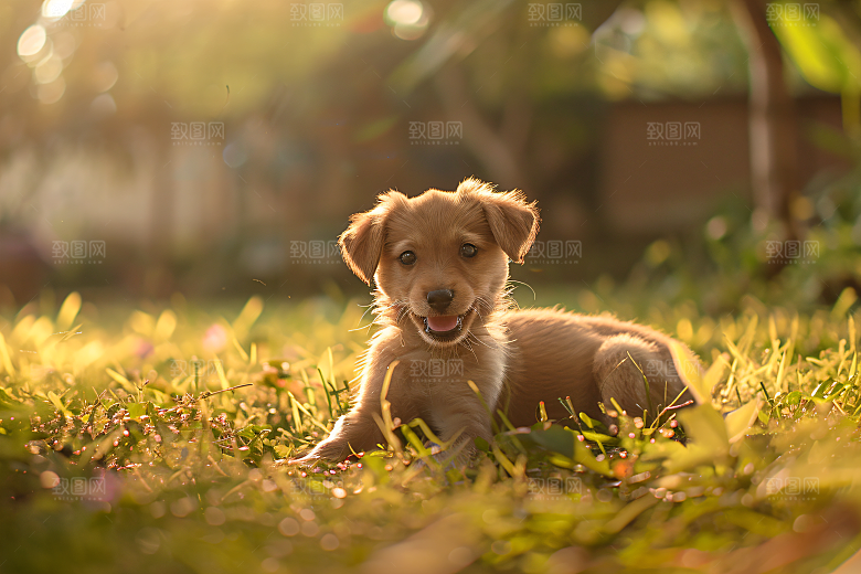可爱宠物狗犬类生活摄影图