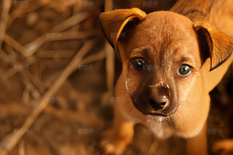 可爱宠物狗高清犬类摄影图