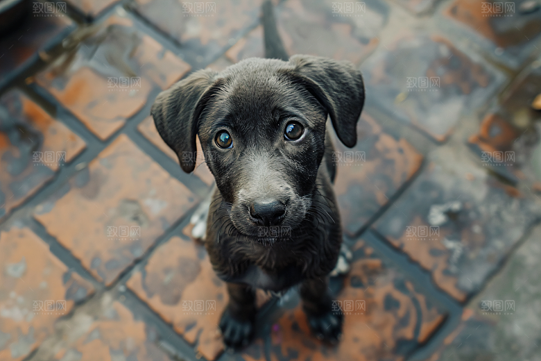可爱宠物狗犬类陪伴摄影图