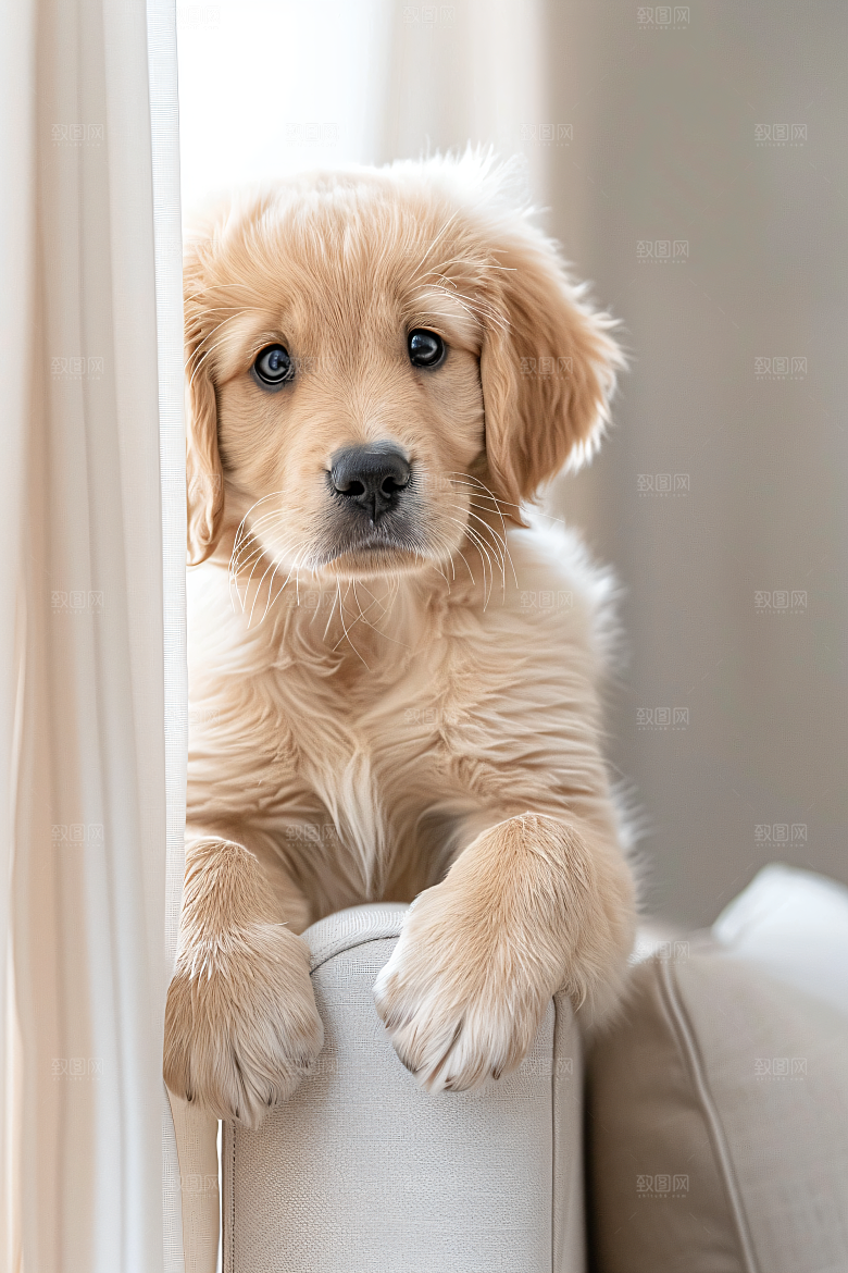 可爱宠物狗高清犬类摄影图