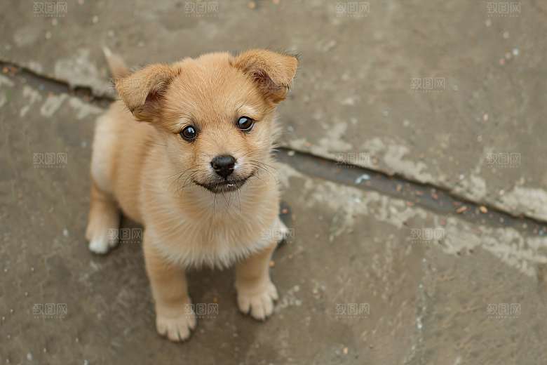 可爱宠物狗陪伴犬类摄影图