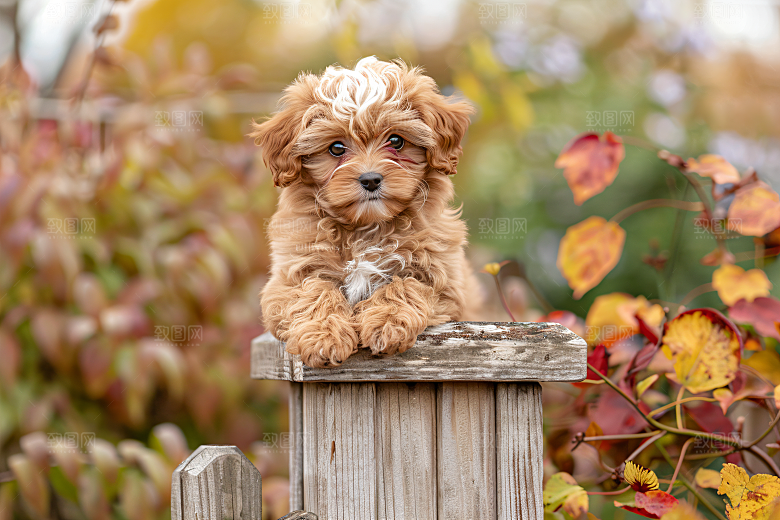 可爱宠物狗犬类养宠摄影图