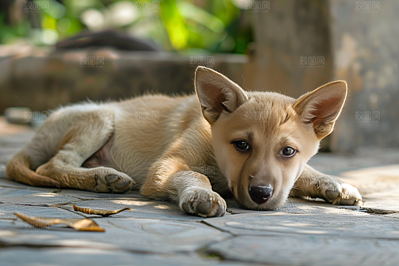 可爱宠物狗犬类生活摄影图