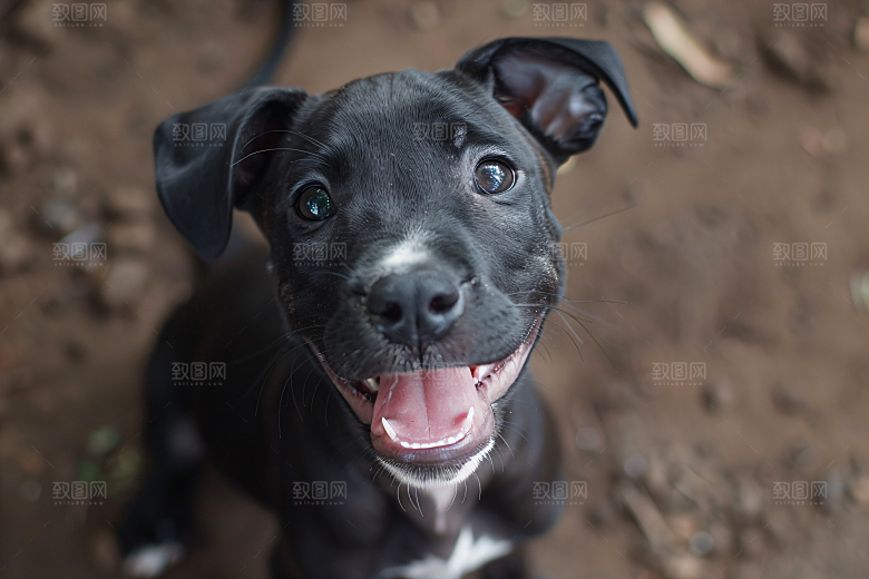 可爱宠物狗犬类小狗摄影图