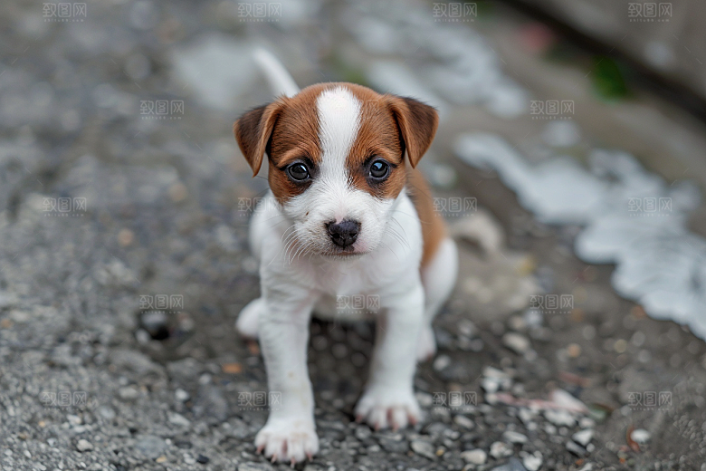可爱小狗生活犬类摄影图