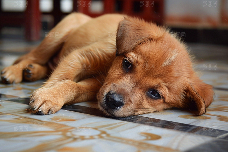 可爱小狗萌萌哒犬类摄影图