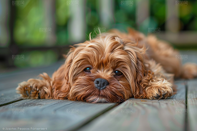 可爱小狗自然犬类摄影图