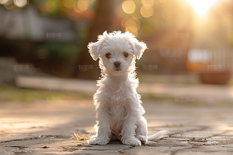 可爱小狗犬类动物摄影图