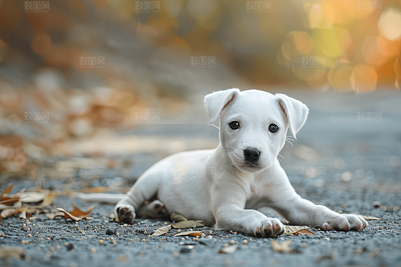 可爱小狗日常自然摄影图