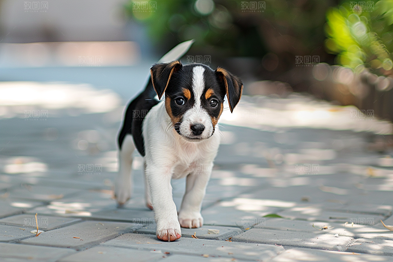 可爱小狗犬类生活摄影图